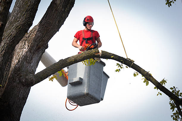 Best Dead Tree Removal  in USA